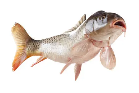 pescao del primo pepico